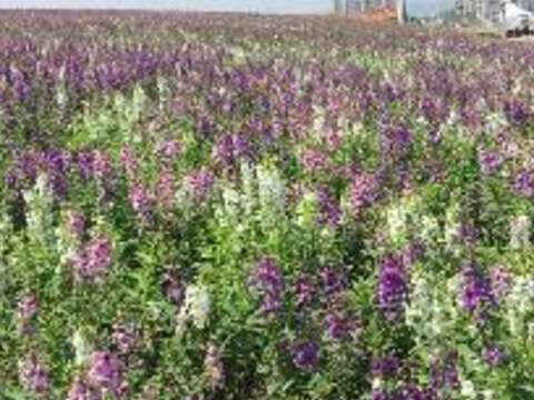 圖1.2017關渡花海花況