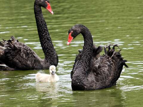 動物園環境愈來愈自然〜冬候鳥「水鳥觀察區」Long Stay！