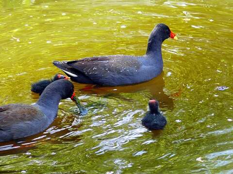 動物園環境愈來愈自然〜冬候鳥「水鳥觀察區」Long Stay！