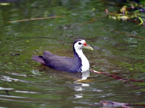 動物園環境愈來愈自然〜冬候鳥「水鳥觀察區」Long Stay！