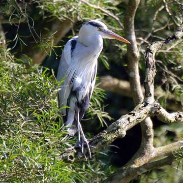 動物園環境愈來愈自然〜冬候鳥「水鳥觀察區」Long Stay！