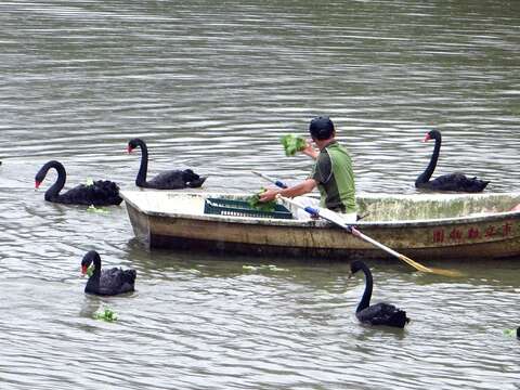 Taipei Zoo to Greet Migratory Waterfowls