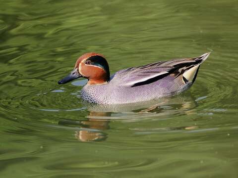 Taipei Zoo to Greet Migratory Waterfowls