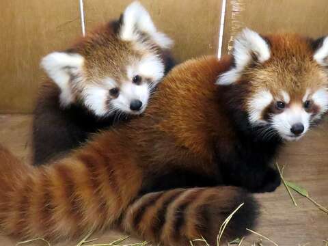 小貓熊寶寶命名活動~動物園粉絲專頁等你投票！