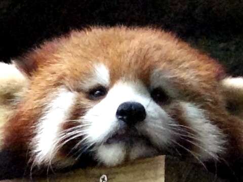 小貓熊寶寶命名活動~動物園粉絲專頁等你投票！