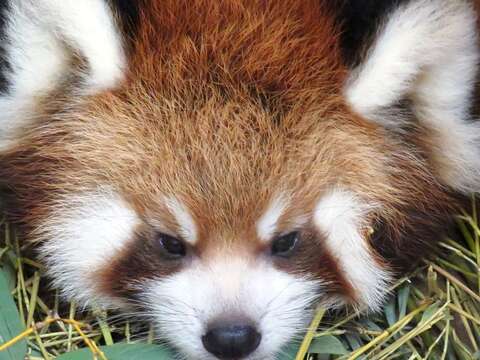 小貓熊寶寶命名活動~動物園粉絲專頁等你投票！