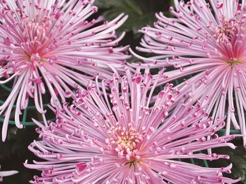 大菊品種「國華遊景」。（圖╱台北市政府工務局公園路燈工程管理處提供）