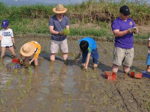 民眾來到關渡的水稻田裡體驗種稻。（攝影╱葉季隴）