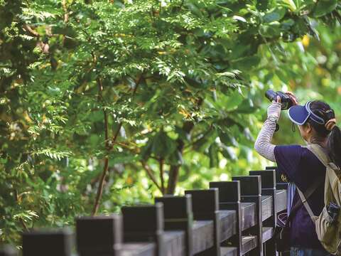關渡自然公園是民眾觀察溼地及水鳥等自然生態的最佳園地。(攝影╱黃建彬)