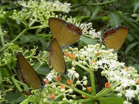 冬の蝶がひらひら舞い踊る 「剣南蝶園」で蝶さがし