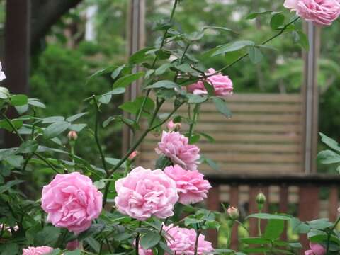 Taipei Rose Garden Presents Rose Feast Comprising 700 Varieties