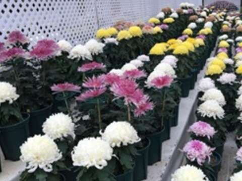 2017士林官邸菊展C.K.S. Shilin Residence Chrysanthemum Show