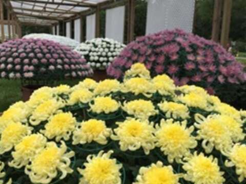 2017士林官邸菊展C.K.S. Shilin Residence Chrysanthemum Show