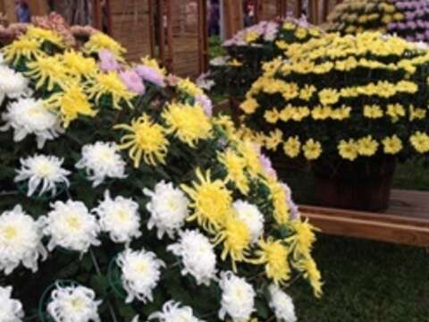 2017士林官邸菊展C.K.S. Shilin Residence Chrysanthemum Show