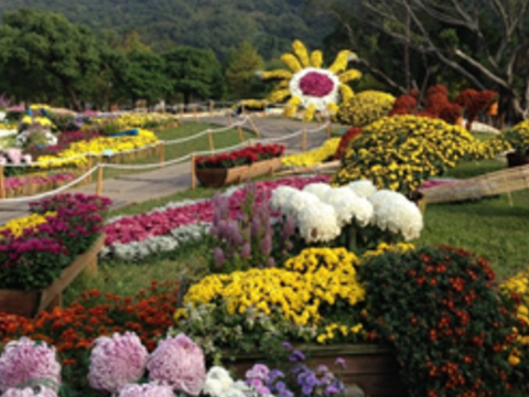2017士林官邸菊展C.K.S. Shilin Residence Chrysanthemum Show