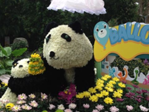 2017士林官邸菊展C.K.S. Shilin Residence Chrysanthemum Show