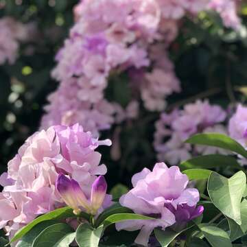 誰在裝蒜？  蒜香藤色香味俱全
