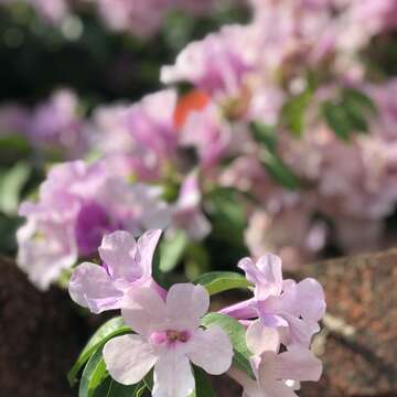 誰在裝蒜？  蒜香藤色香味俱全