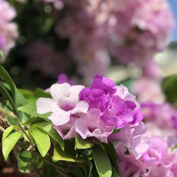 誰在裝蒜？  蒜香藤色香味俱全