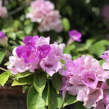 誰在裝蒜？  蒜香藤色香味俱全