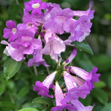 誰在裝蒜？  蒜香藤色香味俱全