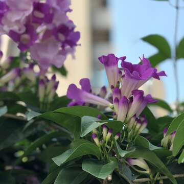 誰在裝蒜？  蒜香藤色香味俱全