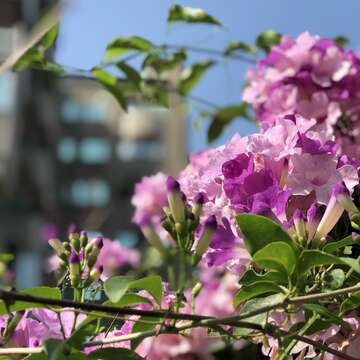 誰在裝蒜？  蒜香藤色香味俱全