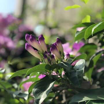 誰在裝蒜？  蒜香藤色香味俱全