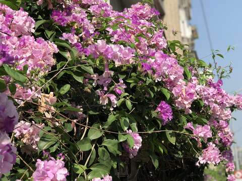 誰在裝蒜？  蒜香藤色香味俱全