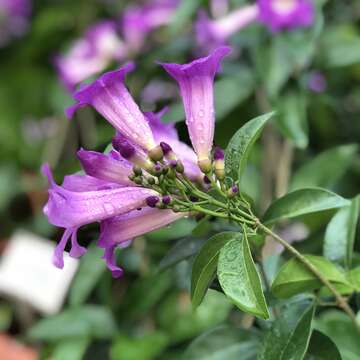 誰在裝蒜？  蒜香藤色香味俱全