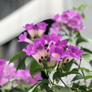 誰在裝蒜？  蒜香藤色香味俱全