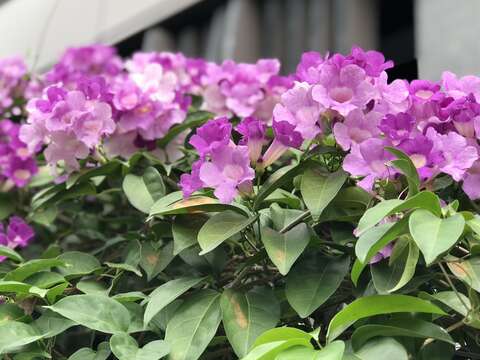 誰在裝蒜？  蒜香藤色香味俱全