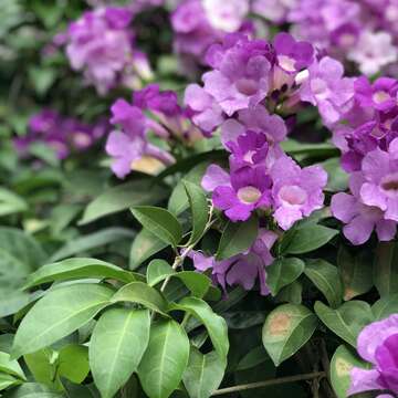 誰在裝蒜？  蒜香藤色香味俱全