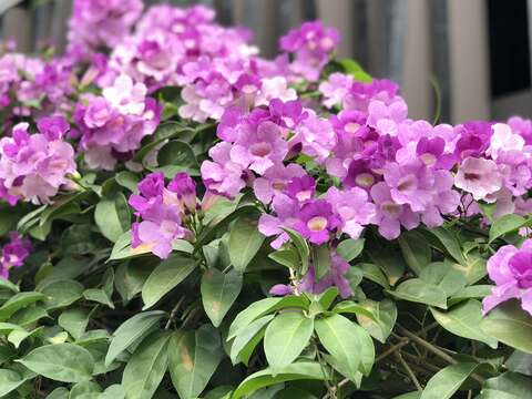 誰在裝蒜？  蒜香藤色香味俱全