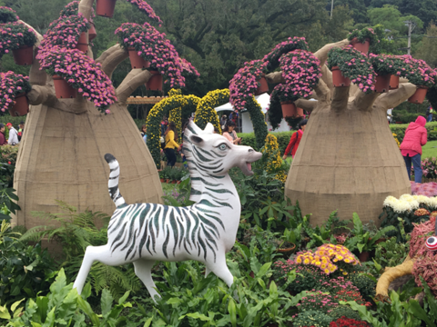 圖1.馬達加斯加的全區菊花已近盛開，賞花請早
