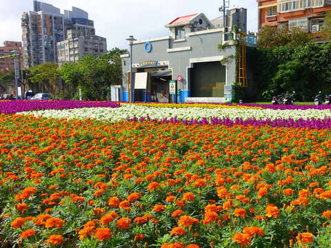 北市首波河濱花海登場  14萬盆觀山花海限時欣賞