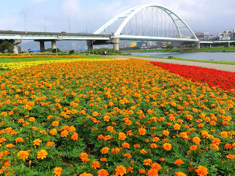 北市首波河濱花海登場  14萬盆觀山花海限時欣賞