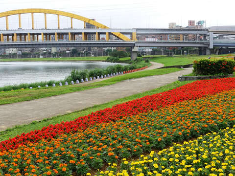北市首波河濱花海登場  14萬盆觀山花海限時欣賞
