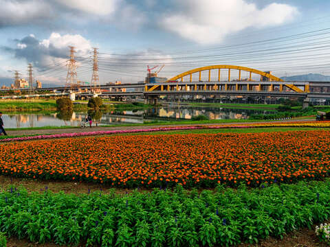 北市首波河濱花海登場  14萬盆觀山花海限時欣賞
