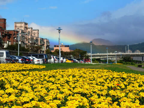 北市首波河濱花海登場  14萬盆觀山花海限時欣賞