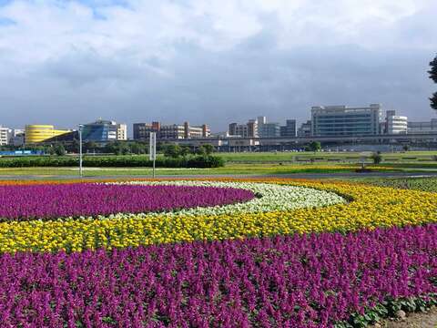 北市首波河濱花海登場  14萬盆觀山花海限時欣賞