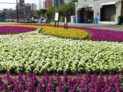 北市首波河濱花海登場  14萬盆觀山花海限時欣賞