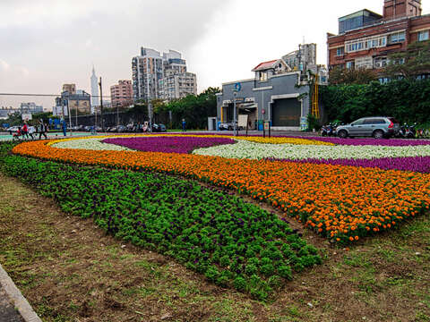 北市首波河濱花海登場  14萬盆觀山花海限時欣賞