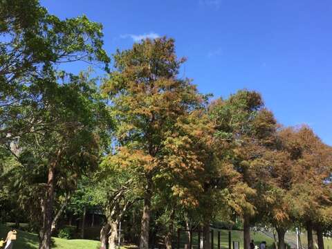 冬の楽しみ 花博公園のラクウショウが華麗に衣替え