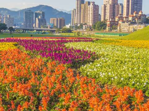 年底壓軸登場  道南河濱童趣花海歡樂綻放中