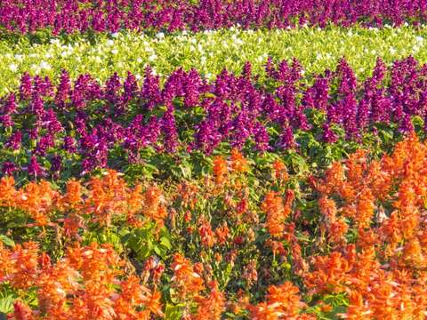 年底壓軸登場  道南河濱童趣花海歡樂綻放中
