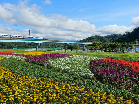 年底壓軸登場  道南河濱童趣花海歡樂綻放中