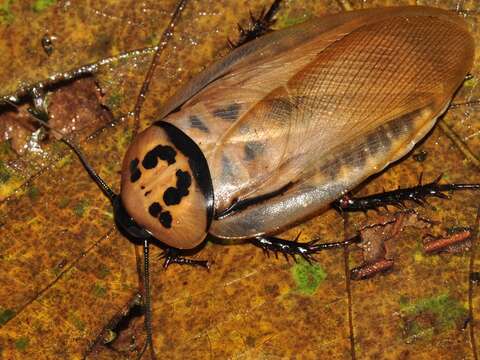 昆蟲館「冰」、「烤」廢棄物〜防外來種落跑風險