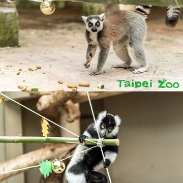 動物聖誕嚐美味~兼顧環保不浪費！