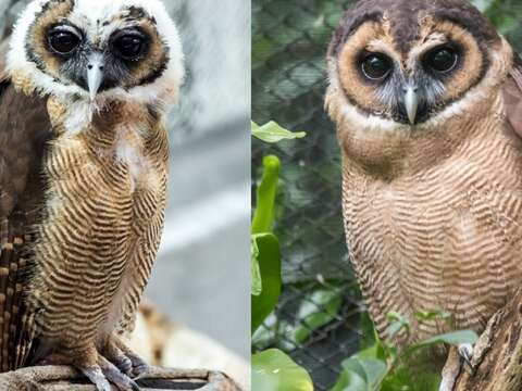 動物聖誕嚐美味~兼顧環保不浪費！